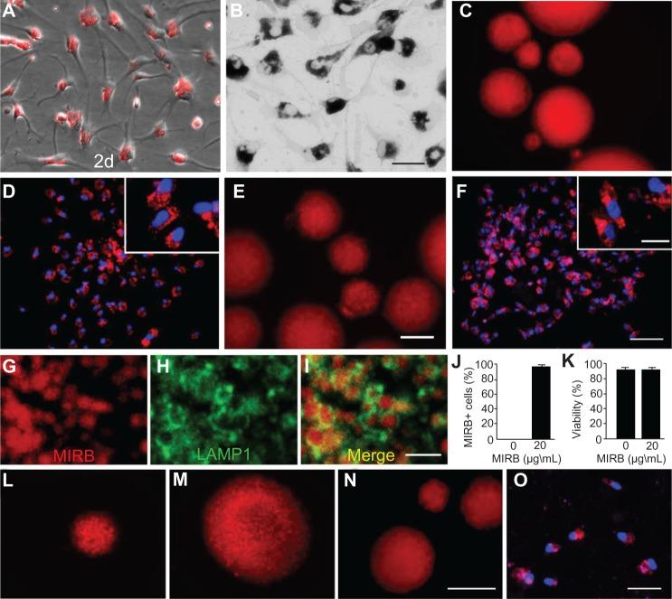 https://cdn.ncbi.nlm.nih.gov/pmc/blobs/d1d8/3849141/400e8d692be2/ijn-8-4593Fig1.jpg