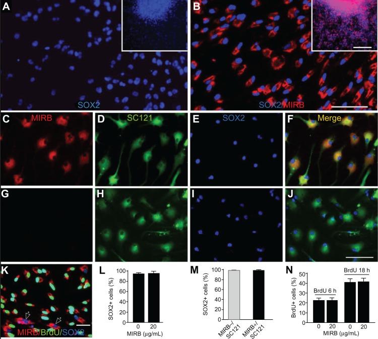 https://cdn.ncbi.nlm.nih.gov/pmc/blobs/d1d8/3849141/50e0fef07f7a/ijn-8-4593Fig2.jpg