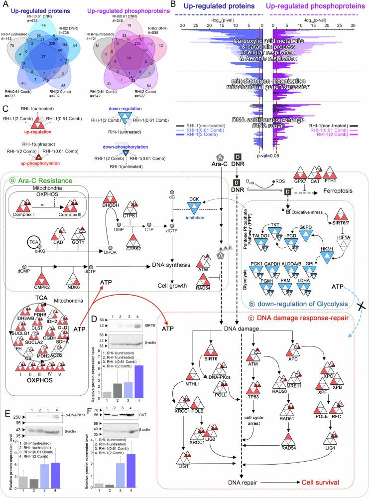 https://cdn.ncbi.nlm.nih.gov/pmc/blobs/d1de/12019594/30927c1278a4/41419_2025_7653_Fig2_HTML.jpg