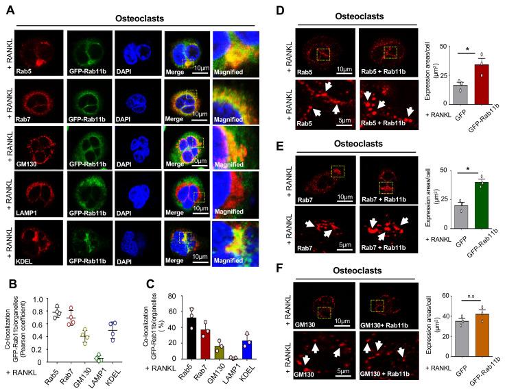 https://cdn.ncbi.nlm.nih.gov/pmc/blobs/d1de/7763820/031f33b63510/ijms-21-09352-g005.jpg