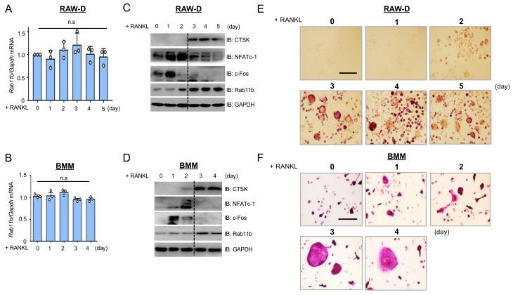 https://cdn.ncbi.nlm.nih.gov/pmc/blobs/d1de/7763820/73ab67dbb345/ijms-21-09352-g001.jpg