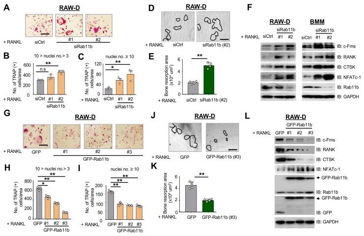 https://cdn.ncbi.nlm.nih.gov/pmc/blobs/d1de/7763820/7a3c8d915f98/ijms-21-09352-g002.jpg