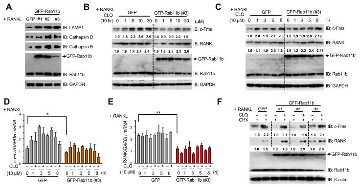 https://cdn.ncbi.nlm.nih.gov/pmc/blobs/d1de/7763820/7fb4866f8572/ijms-21-09352-g006.jpg