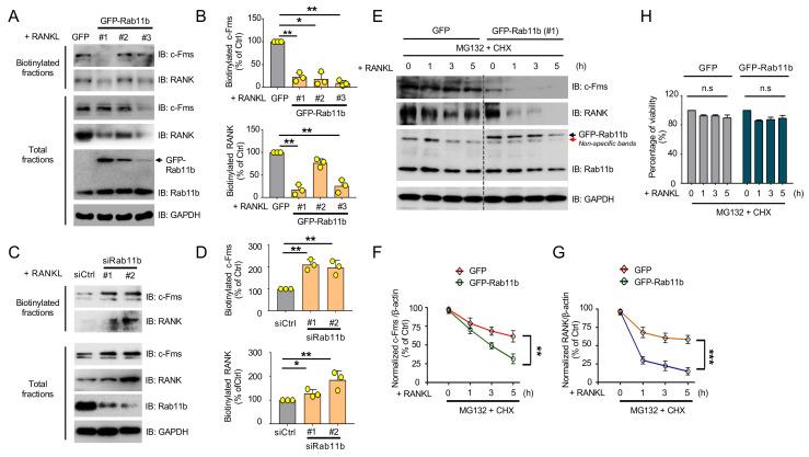 https://cdn.ncbi.nlm.nih.gov/pmc/blobs/d1de/7763820/c6bccfaa6a6f/ijms-21-09352-g007.jpg