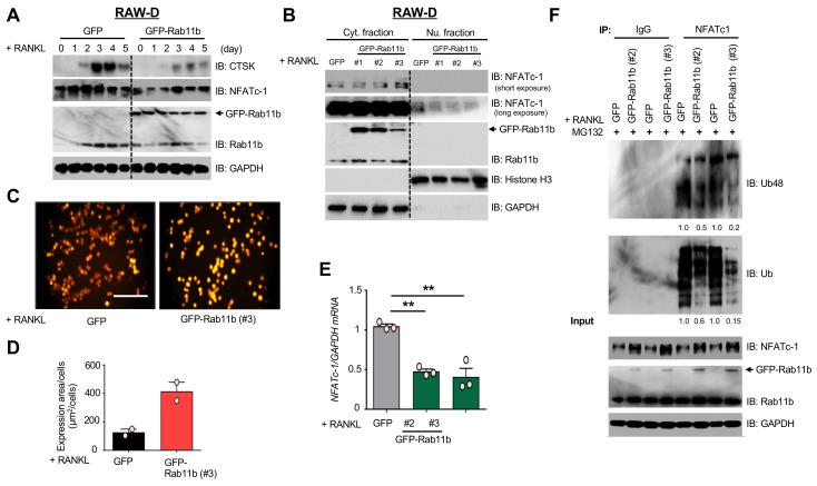 https://cdn.ncbi.nlm.nih.gov/pmc/blobs/d1de/7763820/f04fc30118b3/ijms-21-09352-g003.jpg
