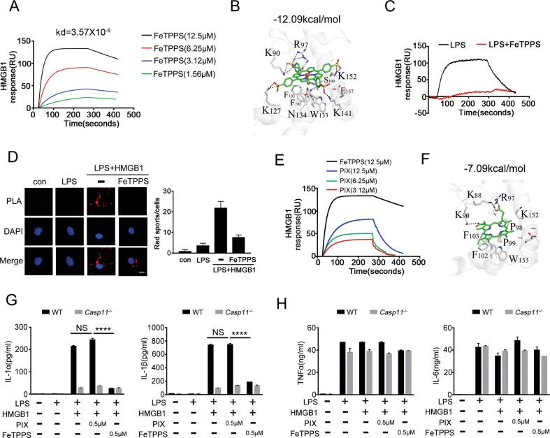 https://cdn.ncbi.nlm.nih.gov/pmc/blobs/d1e1/8047024/3295b517baeb/41419_2021_3652_Fig5_HTML.jpg