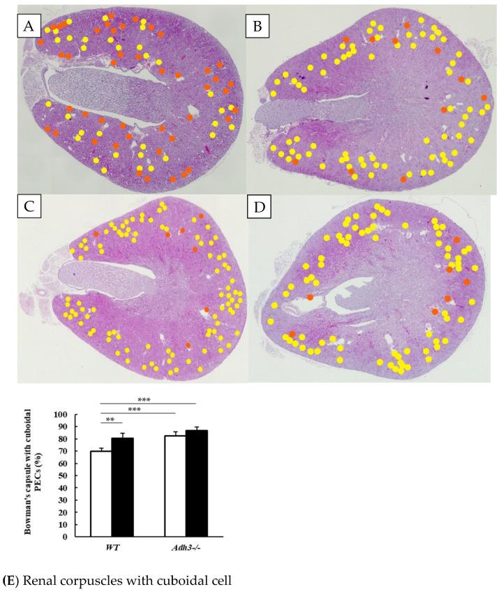 https://cdn.ncbi.nlm.nih.gov/pmc/blobs/d1e6/12249581/67146fd56c15/ijms-26-06279-g002.jpg