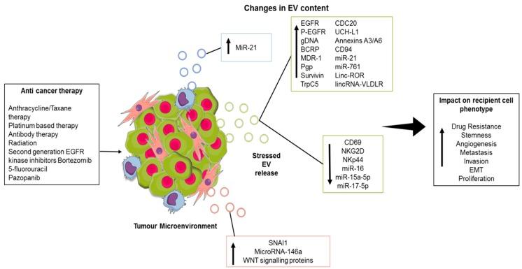 https://cdn.ncbi.nlm.nih.gov/pmc/blobs/d1e9/6406503/e8905f9b2f55/cancers-11-00136-g001.jpg