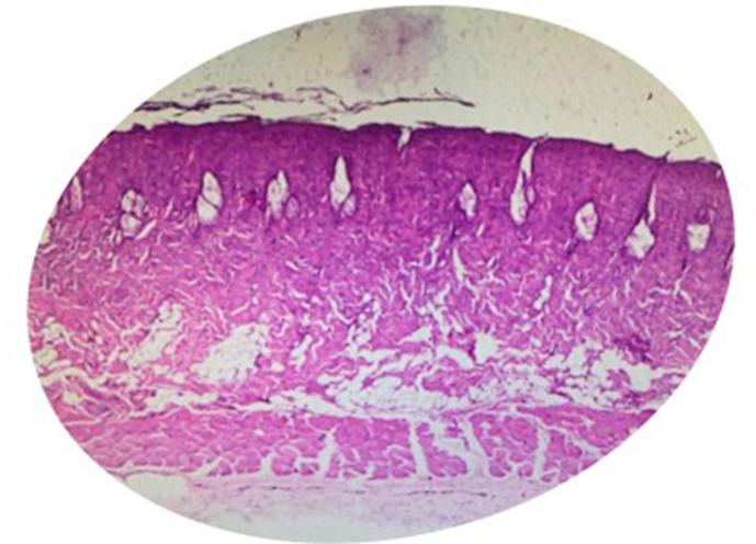 https://cdn.ncbi.nlm.nih.gov/pmc/blobs/d1e9/7779951/ae72711da64e/gr1.jpg