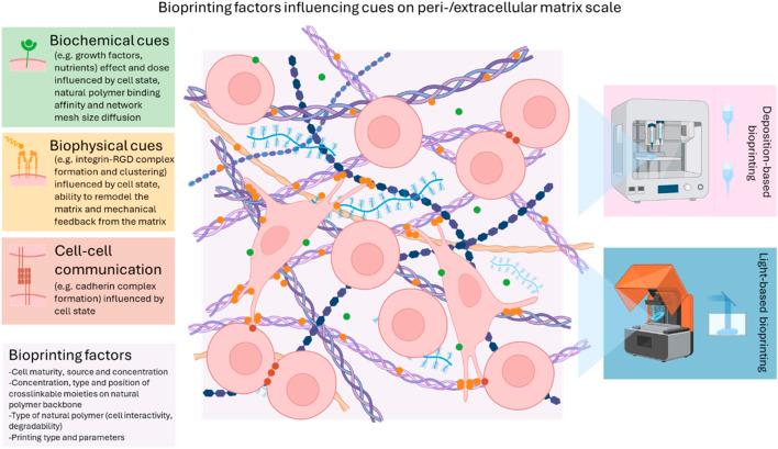 https://cdn.ncbi.nlm.nih.gov/pmc/blobs/d1eb/12177472/13f3e8211ba8/fbioe-13-1506122-g011.jpg