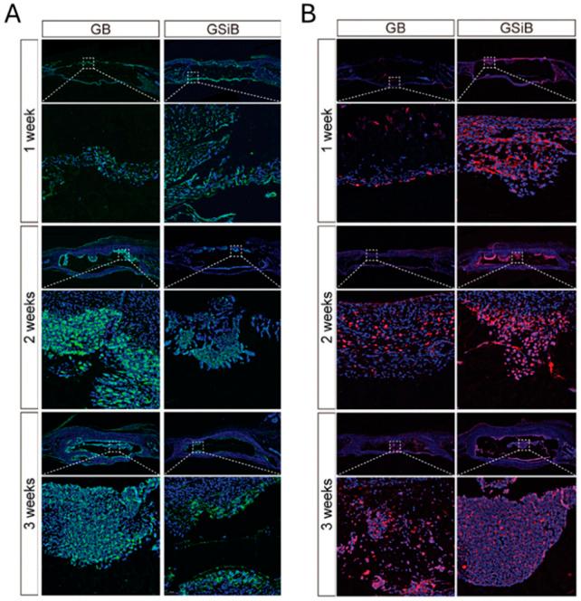 https://cdn.ncbi.nlm.nih.gov/pmc/blobs/d1eb/12177472/15516eb7306c/fbioe-13-1506122-g013.jpg