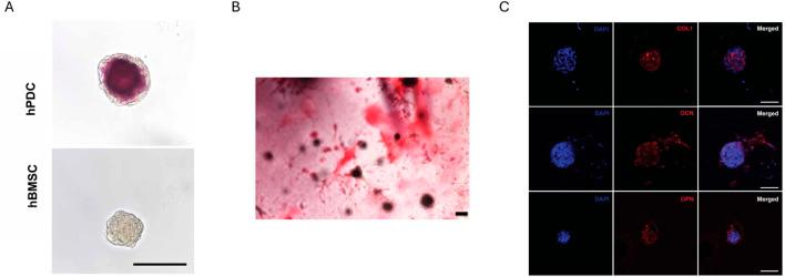 https://cdn.ncbi.nlm.nih.gov/pmc/blobs/d1eb/12177472/321638cf6da4/fbioe-13-1506122-g002.jpg