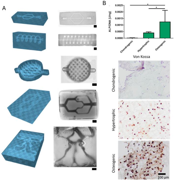 https://cdn.ncbi.nlm.nih.gov/pmc/blobs/d1eb/12177472/5105152e81e3/fbioe-13-1506122-g007.jpg