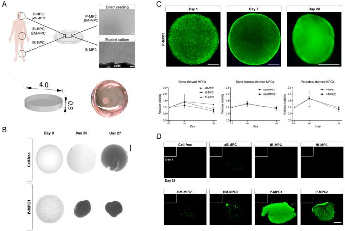 https://cdn.ncbi.nlm.nih.gov/pmc/blobs/d1eb/12177472/ec1cbdf1eeff/fbioe-13-1506122-g006.jpg
