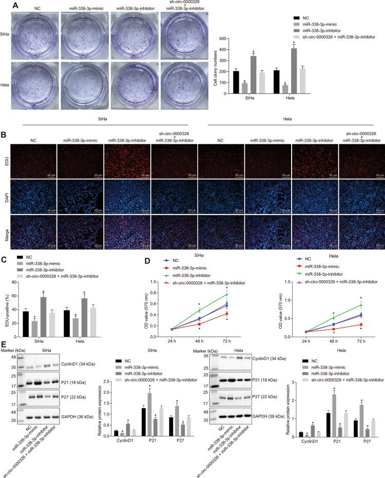 https://cdn.ncbi.nlm.nih.gov/pmc/blobs/d1ed/8034888/27425ad3588a/aging-13-103711-g006.jpg
