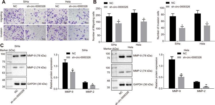 https://cdn.ncbi.nlm.nih.gov/pmc/blobs/d1ed/8034888/f509f7d1be2e/aging-13-103711-g003.jpg