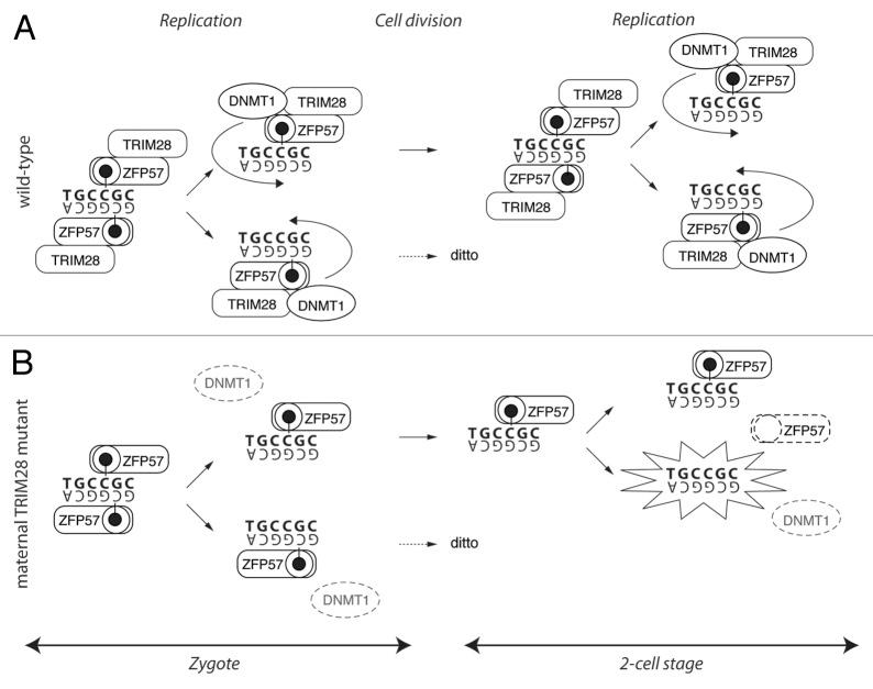 https://cdn.ncbi.nlm.nih.gov/pmc/blobs/d1f1/3515016/a0d6442d26ec/epi-7-969-g3.jpg