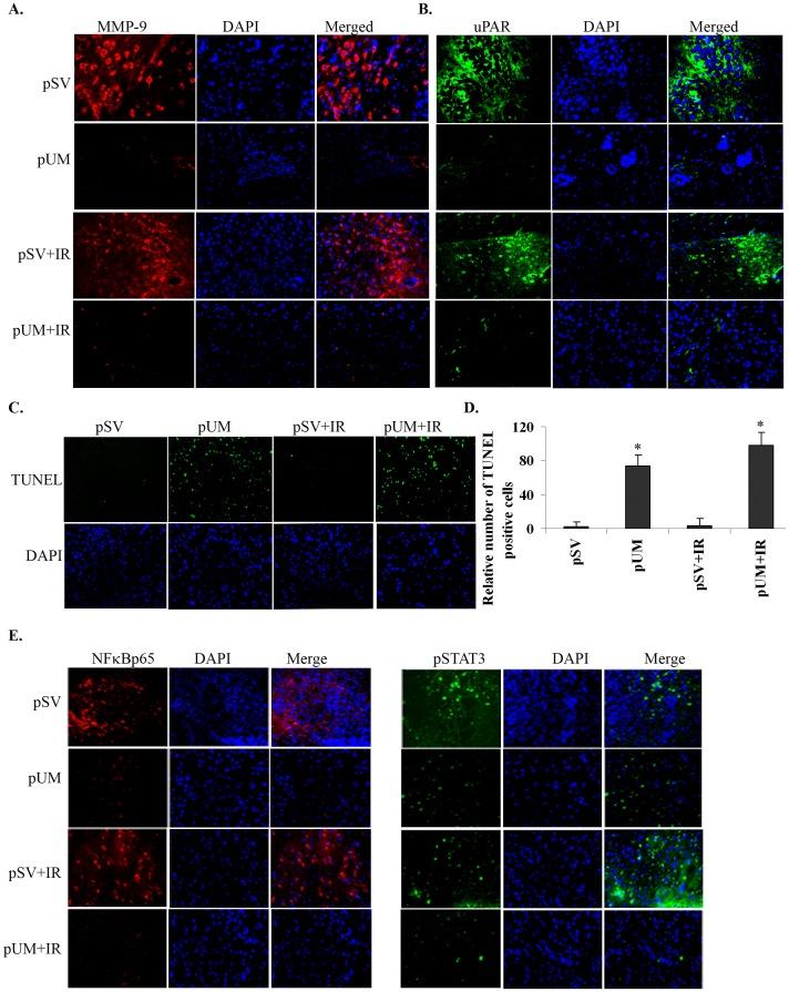 https://cdn.ncbi.nlm.nih.gov/pmc/blobs/d1f2/3440337/b4359fb4ea27/pone.0044798.g006.jpg