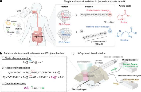 https://cdn.ncbi.nlm.nih.gov/pmc/blobs/d1f3/11792022/52e52686f190/ADVS-12-2411956-g004.jpg