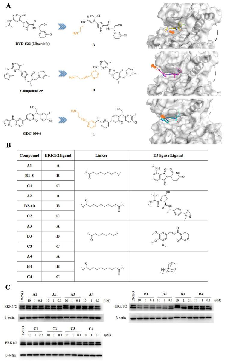 https://cdn.ncbi.nlm.nih.gov/pmc/blobs/d1f5/10671693/860ff15007cc/ijms-24-16290-g002.jpg