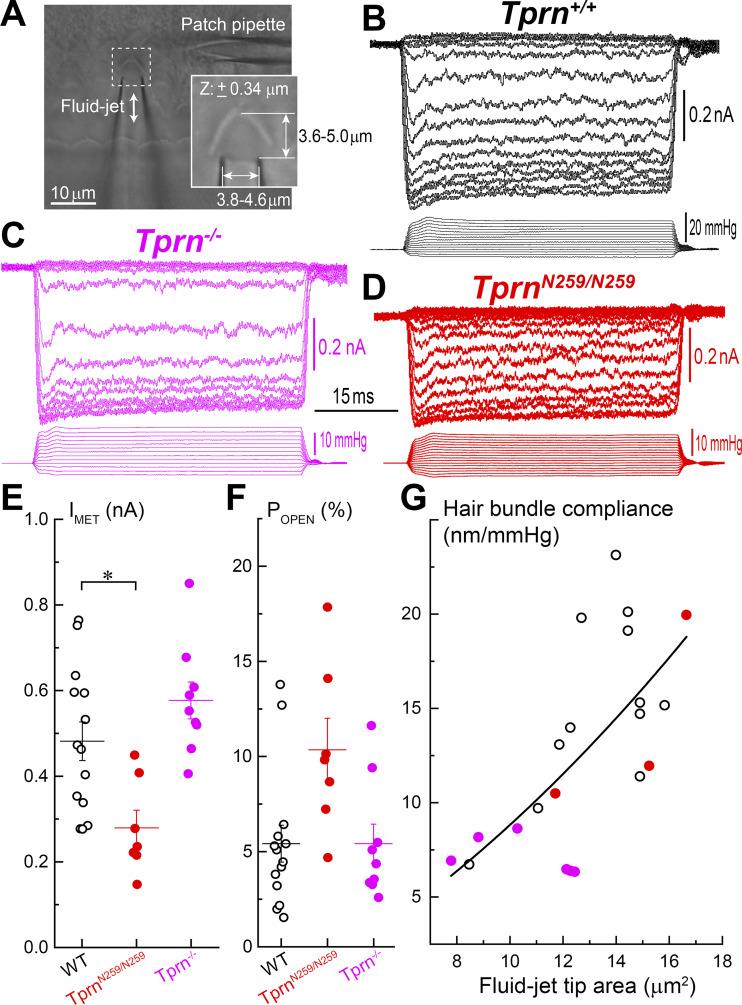 https://cdn.ncbi.nlm.nih.gov/pmc/blobs/d1f7/12240062/0fc9275919b4/jcb_202408026_fig9.jpg