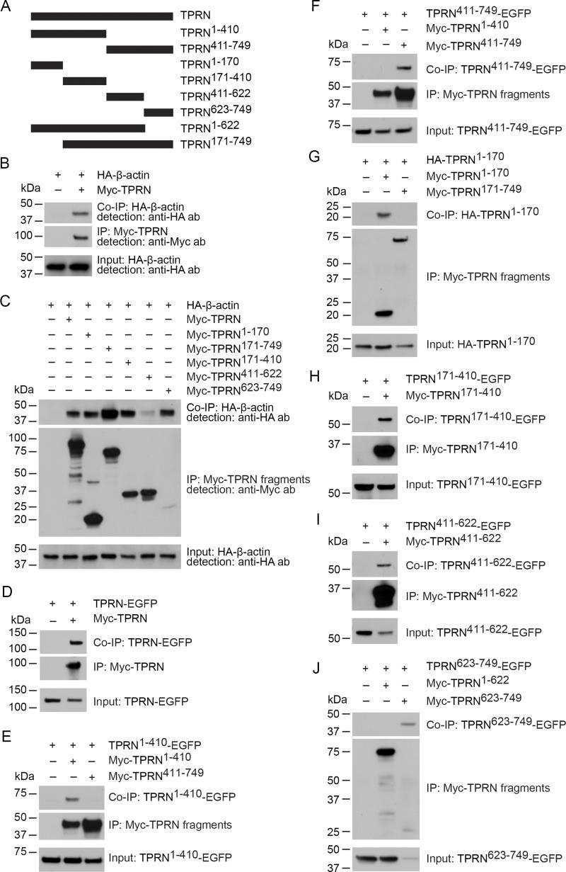 https://cdn.ncbi.nlm.nih.gov/pmc/blobs/d1f7/12240062/63f1849c0183/jcb_202408026_fig4.jpg