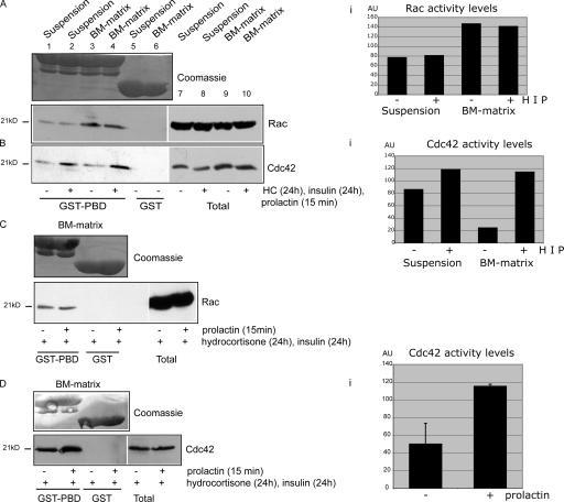 https://cdn.ncbi.nlm.nih.gov/pmc/blobs/d1f8/2063893/1ba27daffb20/jcb1730781f03.jpg