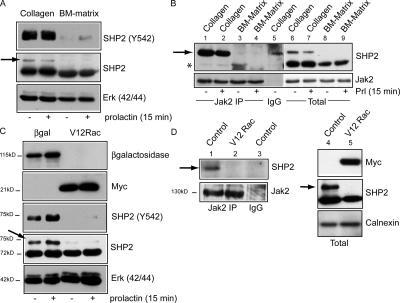 https://cdn.ncbi.nlm.nih.gov/pmc/blobs/d1f8/2063893/224a3080b00f/jcb1730781f08.jpg