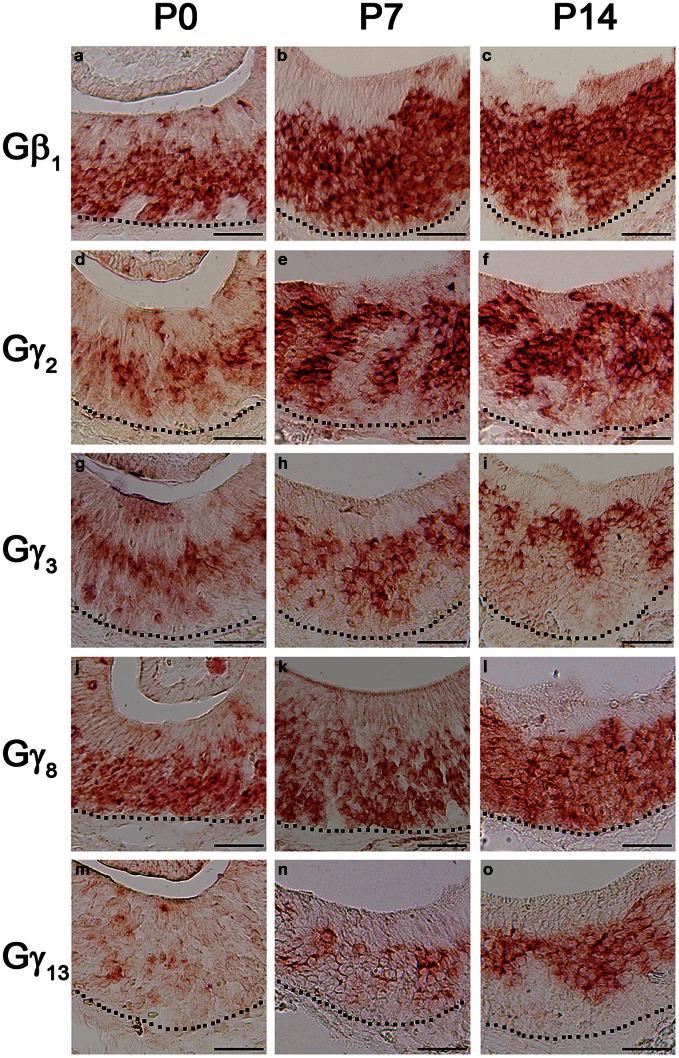 https://cdn.ncbi.nlm.nih.gov/pmc/blobs/d1f8/3671183/0d68a156f6c2/fncel-07-00084-g0008.jpg