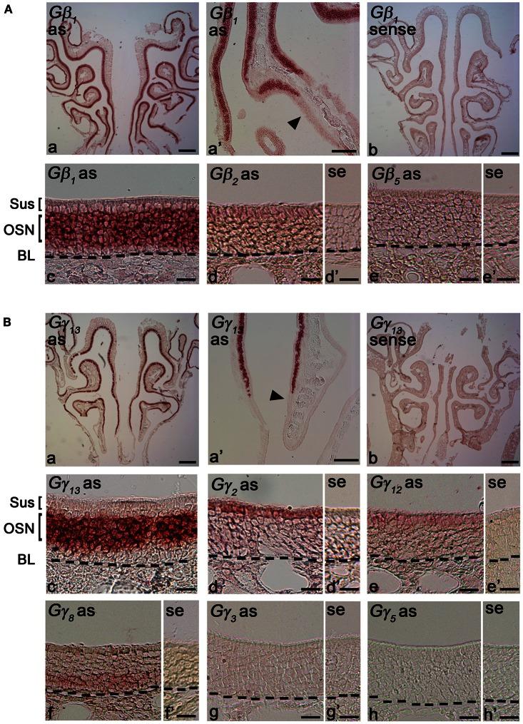 https://cdn.ncbi.nlm.nih.gov/pmc/blobs/d1f8/3671183/95ecba30c4a8/fncel-07-00084-g0002.jpg