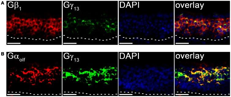 https://cdn.ncbi.nlm.nih.gov/pmc/blobs/d1f8/3671183/bb340330b44d/fncel-07-00084-g0004.jpg