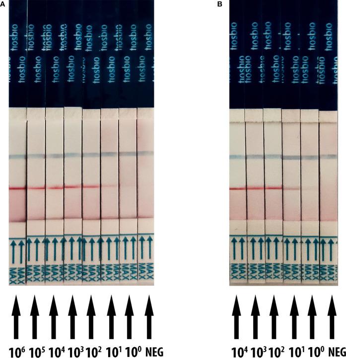 https://cdn.ncbi.nlm.nih.gov/pmc/blobs/d1f8/7882697/b38306d8e84c/fcimb-11-613304-g003.jpg