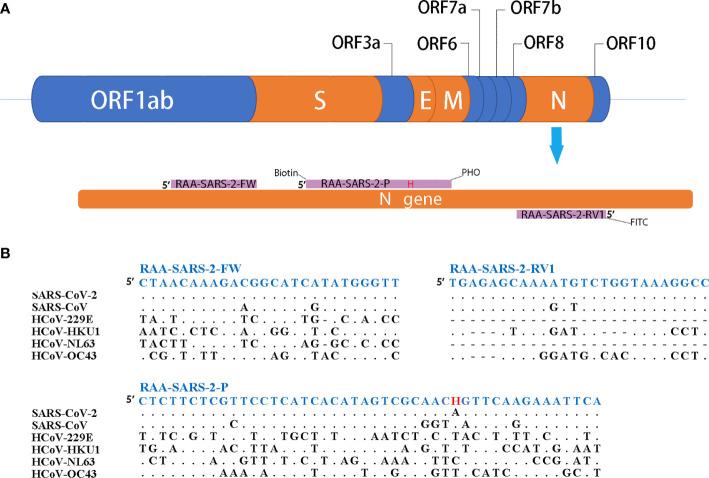 https://cdn.ncbi.nlm.nih.gov/pmc/blobs/d1f8/7882697/cc6f784a327b/fcimb-11-613304-g001.jpg