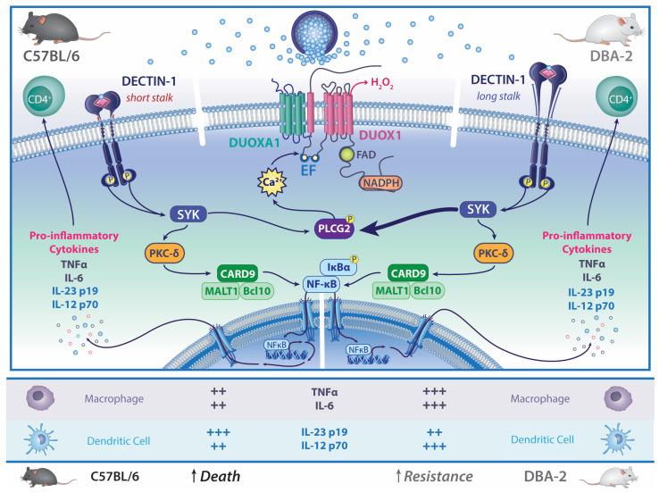 https://cdn.ncbi.nlm.nih.gov/pmc/blobs/d1fa/10219288/b83155324df8/jof-09-00554-g002.jpg