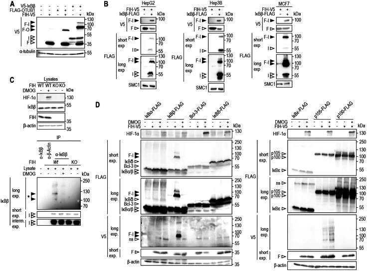 https://cdn.ncbi.nlm.nih.gov/pmc/blobs/d1fb/11110689/1032a16f5edc/TMCB_A_2338727_F0001_B.jpg