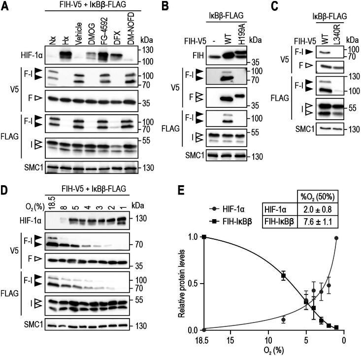 https://cdn.ncbi.nlm.nih.gov/pmc/blobs/d1fb/11110689/3fb128f5f3b0/TMCB_A_2338727_F0002_B.jpg