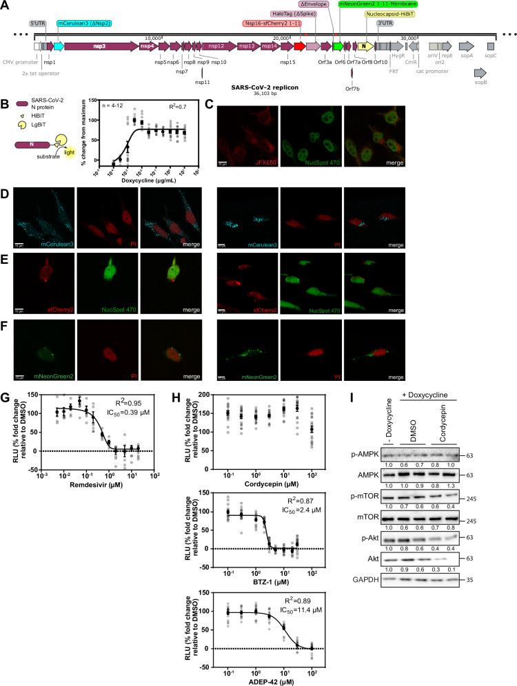 https://cdn.ncbi.nlm.nih.gov/pmc/blobs/d1fb/11543989/9ade545223d4/42003_2024_7143_Fig7_HTML.jpg