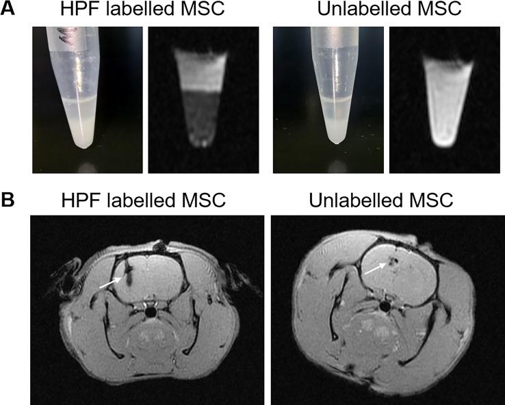 https://cdn.ncbi.nlm.nih.gov/pmc/blobs/d1fc/8005893/d29c11fd1911/svn-2020-000408f02.jpg