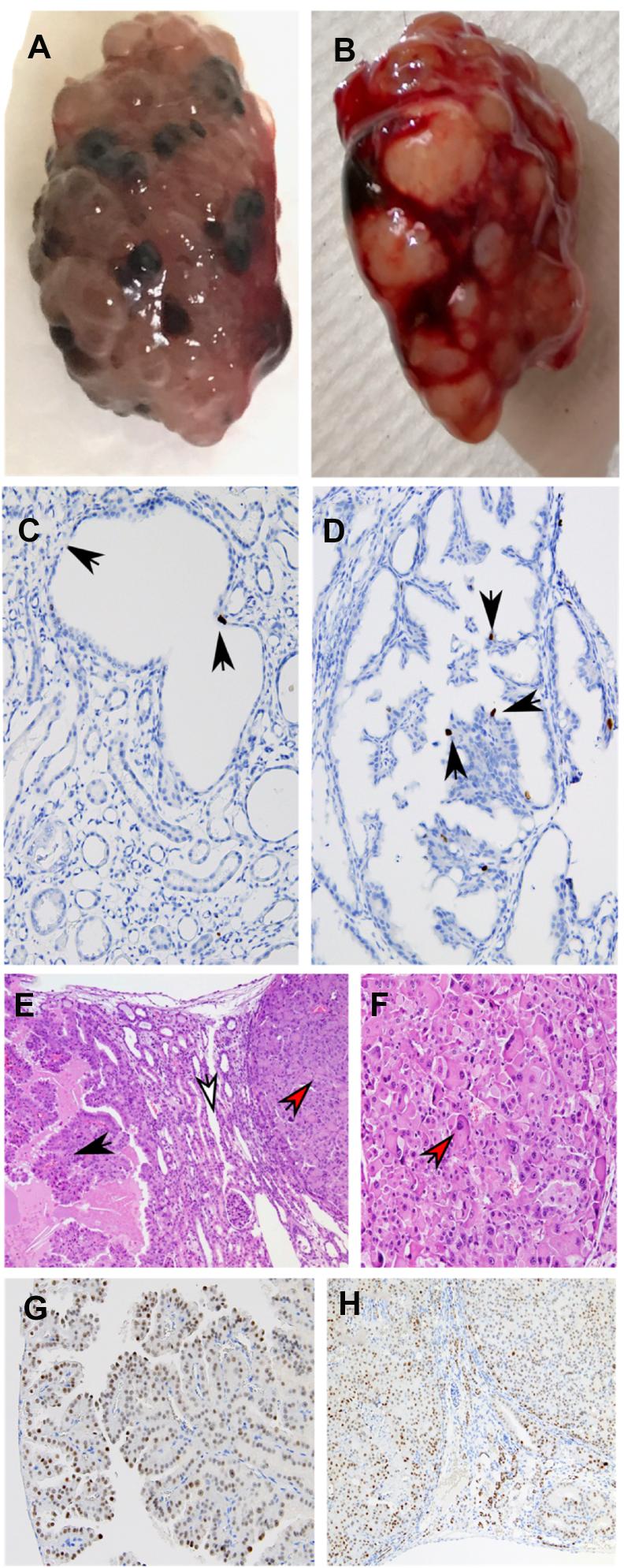 https://cdn.ncbi.nlm.nih.gov/pmc/blobs/d202/8720703/0a92662a6acf/gr2.jpg