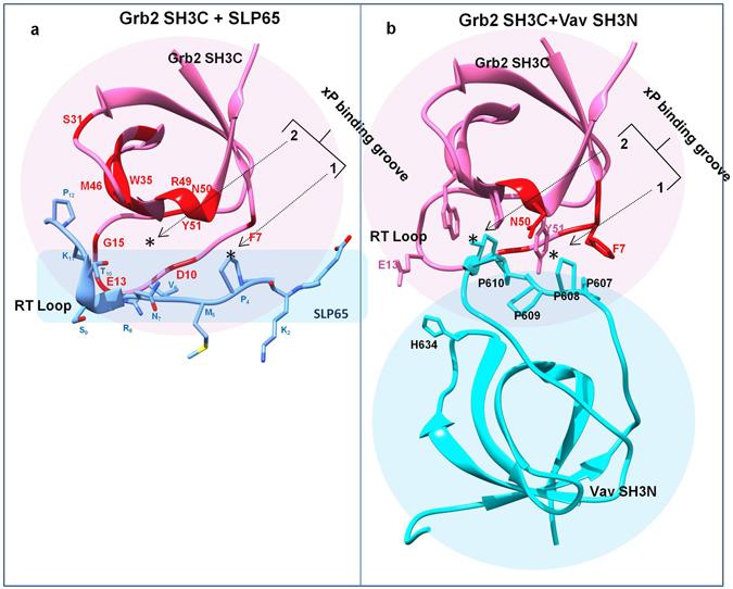 https://cdn.ncbi.nlm.nih.gov/pmc/blobs/d204/5430726/00ce642a9475/41598_2017_1364_Fig3_HTML.jpg