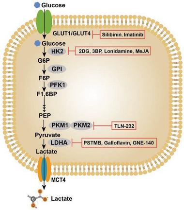 https://cdn.ncbi.nlm.nih.gov/pmc/blobs/d20c/10797484/00d87e4bdc88/ADVS-11-2305662-g017.jpg
