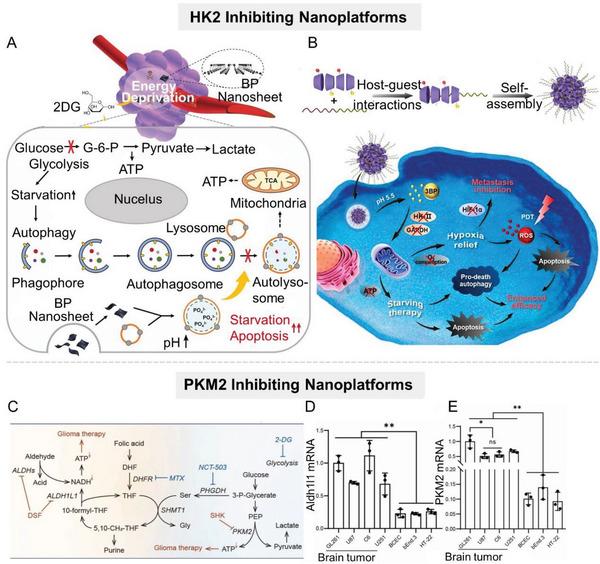 https://cdn.ncbi.nlm.nih.gov/pmc/blobs/d20c/10797484/173891db753c/ADVS-11-2305662-g004.jpg