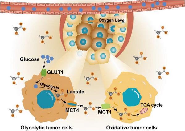 https://cdn.ncbi.nlm.nih.gov/pmc/blobs/d20c/10797484/3b6cb8423d6c/ADVS-11-2305662-g009.jpg