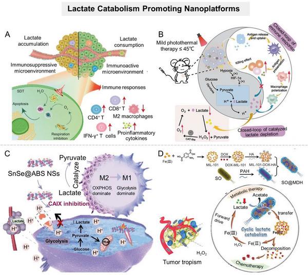 https://cdn.ncbi.nlm.nih.gov/pmc/blobs/d20c/10797484/c96634e6604e/ADVS-11-2305662-g011.jpg