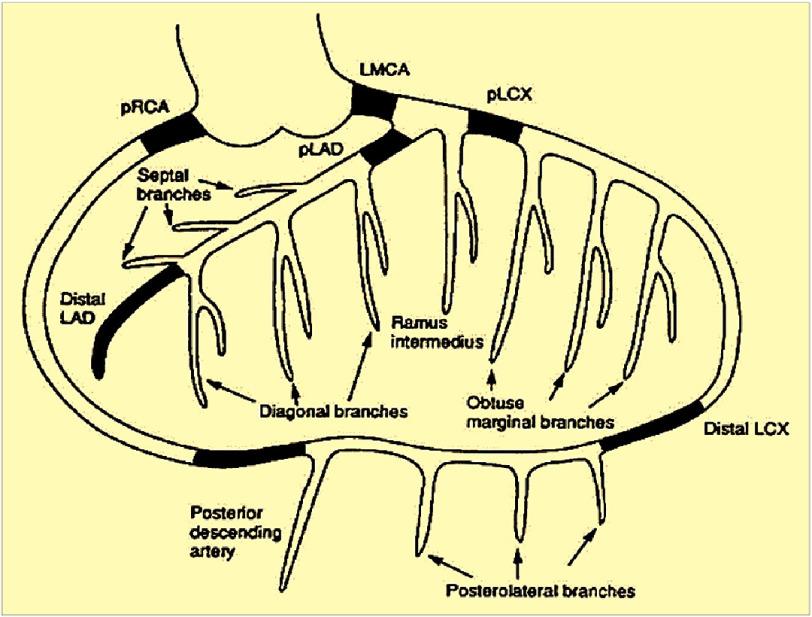 https://cdn.ncbi.nlm.nih.gov/pmc/blobs/d20c/12085926/27c7da5eadd1/gcsp-2025-1-e202511-g002.jpg