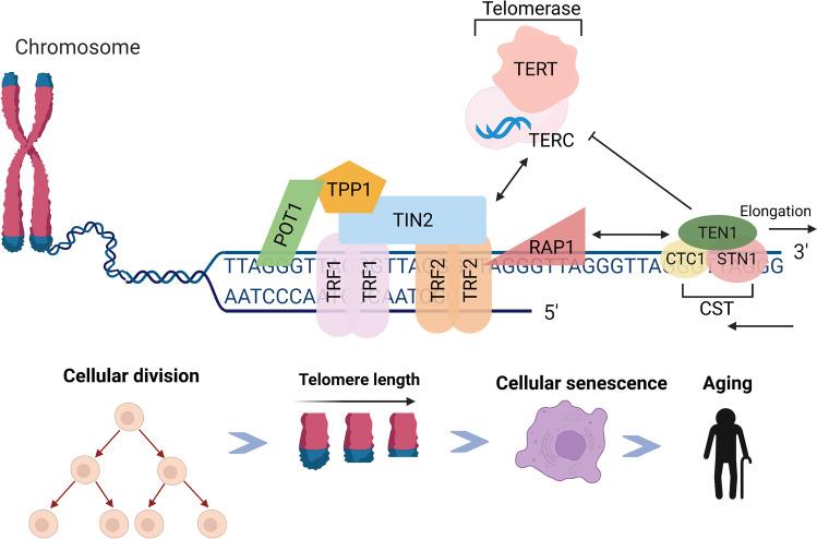 https://cdn.ncbi.nlm.nih.gov/pmc/blobs/d20c/9033418/a6e5cba031c5/12015_2022_10370_Fig1_HTML.jpg
