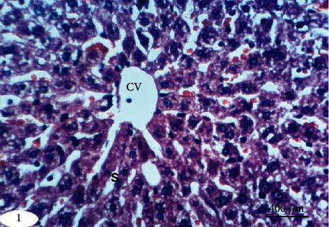 https://cdn.ncbi.nlm.nih.gov/pmc/blobs/d20c/9348941/6bfd3fca0ca7/OMCL2022-2710607.001.jpg