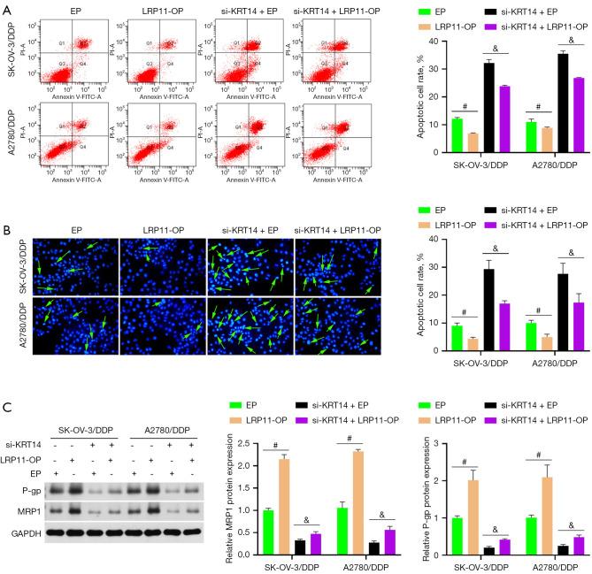 https://cdn.ncbi.nlm.nih.gov/pmc/blobs/d20f/11985182/31cd50a29cbc/tcr-14-03-1786-f6.jpg