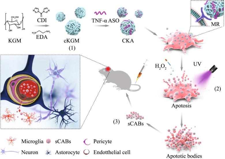 https://cdn.ncbi.nlm.nih.gov/pmc/blobs/d214/9524126/dc17298e683b/40824_2022_292_Fig6_HTML.jpg