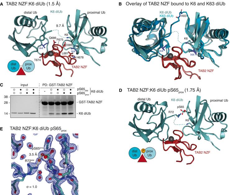 https://cdn.ncbi.nlm.nih.gov/pmc/blobs/d216/11372445/80ce2c181401/gr2.jpg